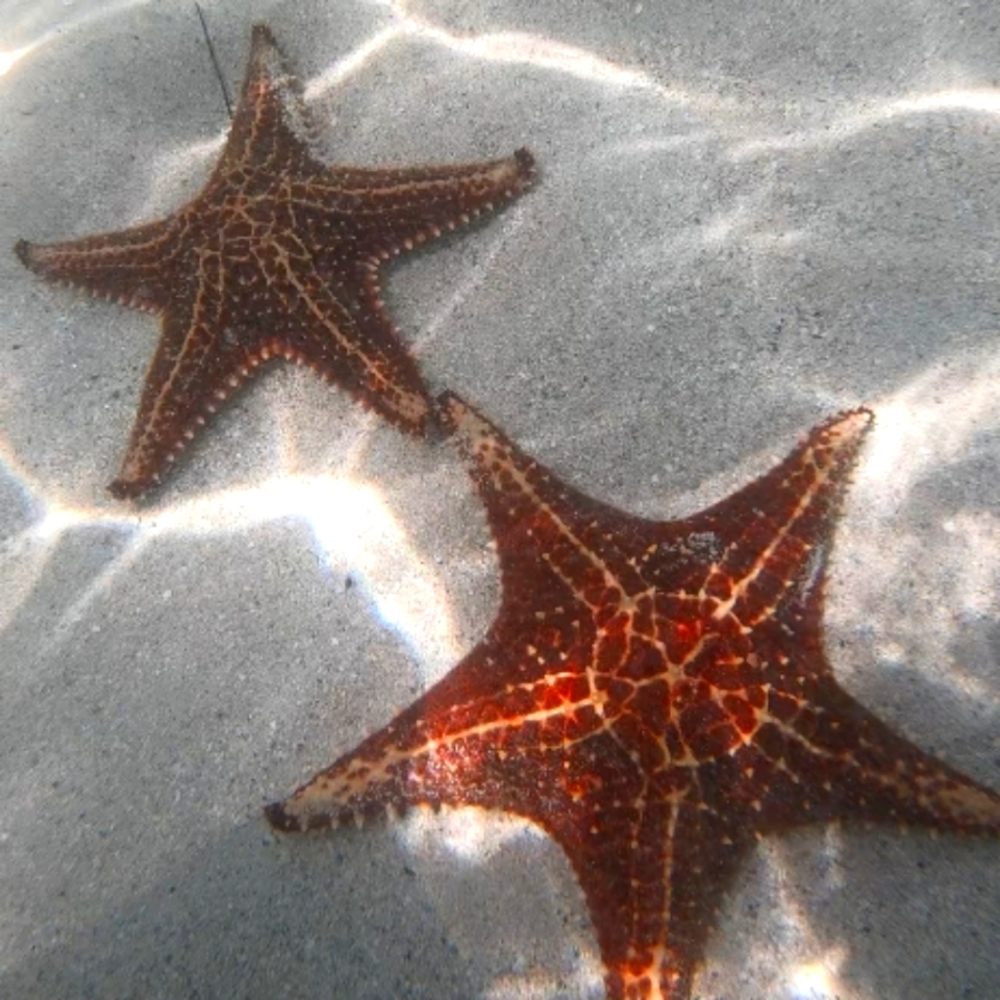 Meet your Posher, Jake!